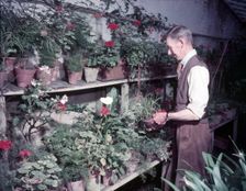 Gardener in hothouse, Monmouth, c1955. Creator: Arthur Charles Kirby Ware