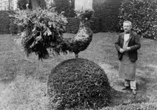Gardener standing alongside shrub trimmed into shape of a rooster, in garden at Villa..., 1925. Creator: Frances Benjamin Johnston