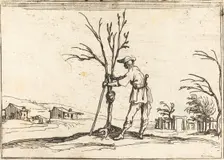 Gardener Pruning a Tree, 1628. Creator: Jacques Callot