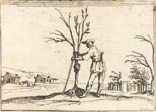 Gardener Pruning a Tree, 1628. Creator: Jacques Callot