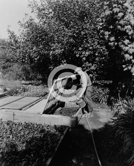 Gardener watering cold frame plants, posed...Rudyard Kipling's poem The Glory of the Garden, 1917. Creator: Frances Benjamin Johnston.