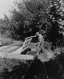 Gardener watering cold frame plants, posed...Rudyard Kipling's poem The Glory of the Garden, 1917. Creator: Frances Benjamin Johnston