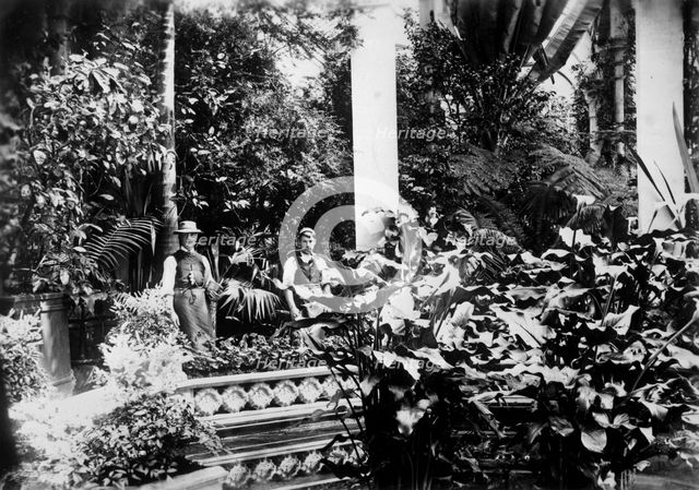 Gardeners in the Conservatory, Castle Ashby, Northamptonshire, 1889. Artist: Unknown
