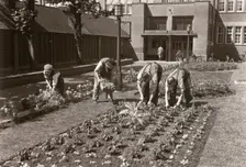 Gardeners planting a bedding display at the Rowntree factory, York, Yorkshire, 1955