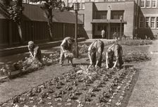 Gardeners planting a bedding display at the Rowntree factory, York, Yorkshire, 1955