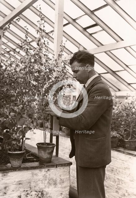Gardeners tending plant greenhouse, York, Yorkshire, 1955. Artist: Unknown