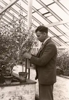 Gardeners tending plant greenhouse, York, Yorkshire, 1955