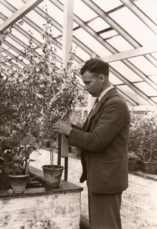Gardeners tending plant greenhouse, York, Yorkshire, 1955