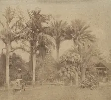 [Gardens, Government House, Allahabad], 1858. Creator: John Constantine Stanley