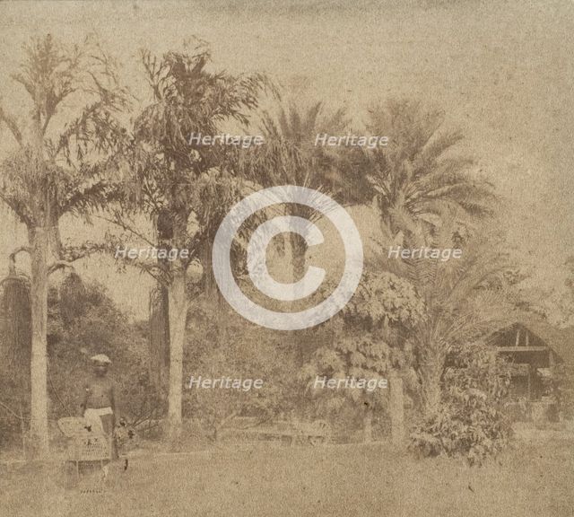 [Gardens, Government House, Allahabad], 1858. Creator: John Constantine Stanley.