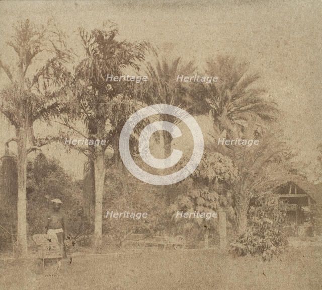 [Gardens, Government House, Allahabad], 1858. Creator: John Constantine Stanley.