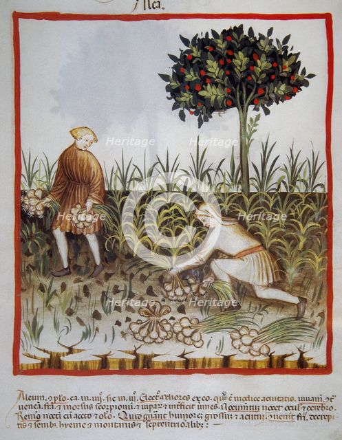 Garlic, 14th century.  Creator: Unknown.