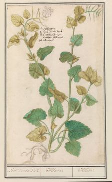 Garlic mustard (Alliaria), 1596-1610. Creators: Anselmus de Boodt, Elias Verhulst