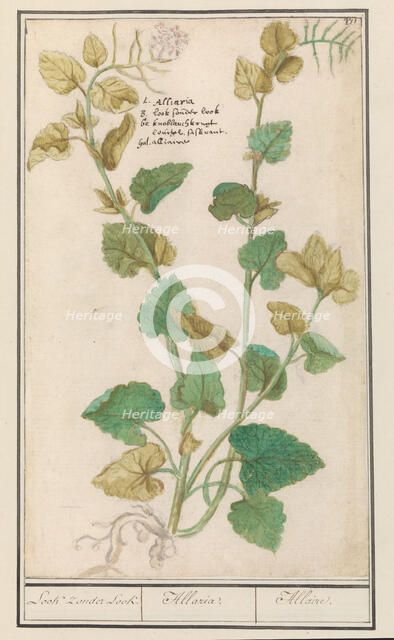 Garlic mustard (Alliaria), 1596-1610. Creators: Anselmus de Boodt, Elias Verhulst.