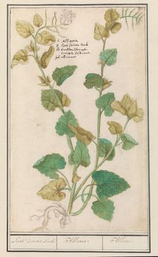 Garlic mustard (Alliaria), 1596-1610. Creators: Anselmus de Boodt, Elias Verhulst