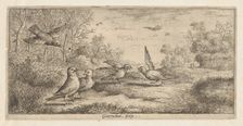 Garrulus, Gey (The Jay): Livre d'Oyseaux (Book of Birds), 1655-1660. Creator: albert flamen