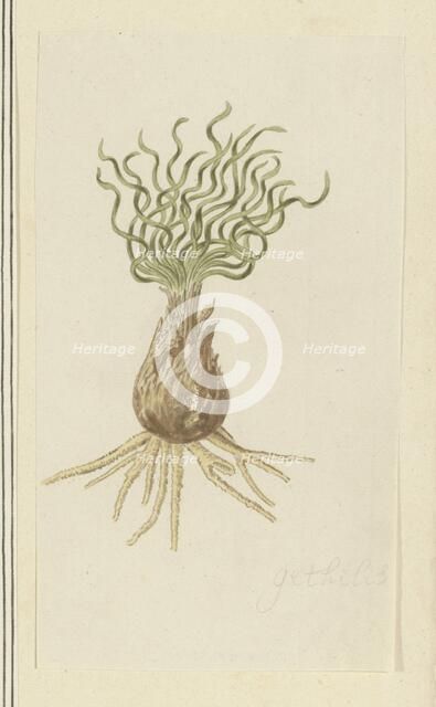 Gethyllis afra L (Kukukmakranka), 1777-1786. Creator: Robert Jacob Gordon.