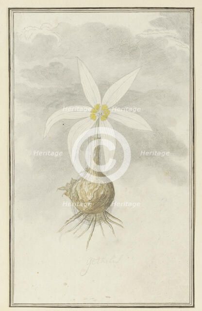 Gethyllis Afra L (Kukukmakranka), 1777-1786. Creator: Robert Jacob Gordon.