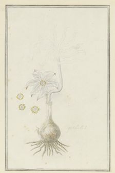 Gethyllis britteniana baker (Kukumakranka), 1777-1786. Creator: Robert Jacob Gordon