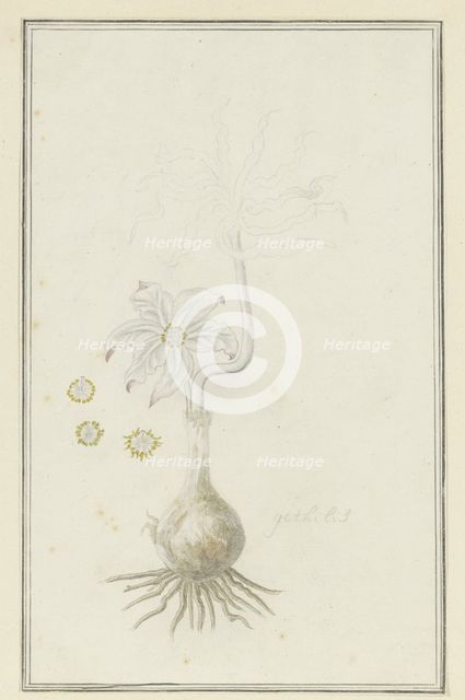 Gethyllis britteniana baker (Kukumakranka), 1777-1786. Creator: Robert Jacob Gordon.