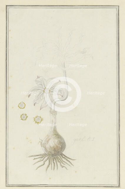 Gethyllis britteniana baker (Kukumakranka), 1777-1786. Creator: Robert Jacob Gordon.