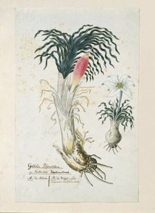 Gethyllis ciliaris (Koekemakranka), 1777-1786. Creator: Robert Jacob Gordon