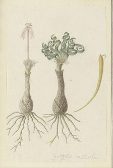 Gethyllis lanuginose Marloth [Gethyllis Villosa] (Kukumakranka), 1777-1786. Creator: Robert Jacob Gordon