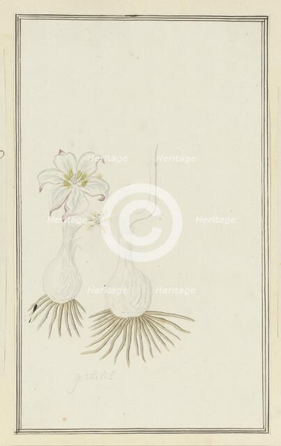 Gethyllis sp. (Kukumakranka), 1777-1786. Creator: Robert Jacob Gordon.