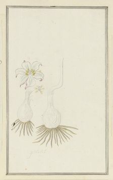 Gethyllis sp. (Kukumakranka), 1777-1786. Creator: Robert Jacob Gordon