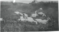 Geese at the Site of "Mending the Net," Gloucester, N.J., 1881. Creator: Thomas Eakins