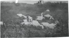 Geese at the Site of "Mending the Net," Gloucester, N.J., 1881. Creator: Thomas Eakins