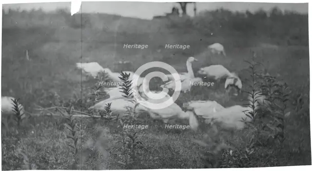 Geese at the Site of "Mending the Net," Gloucester, N.J., 1881. Creator: Thomas Eakins.