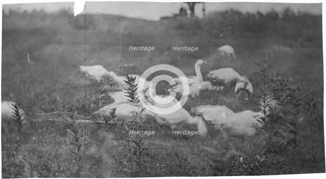 Geese at the Site of "Mending the Net," Gloucester, N.J., 1881. Creator: Thomas Eakins.