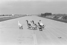 Geese walking across a dual carriageway, Sweden. Creator: Unknown