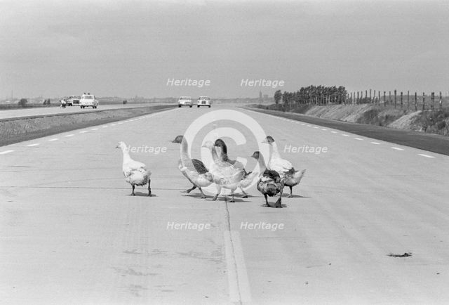Geese walking across a dual carriageway, Sweden. Creator: Unknown.