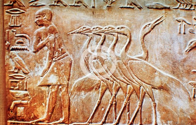 Geese, wall relief from the Tomb of Ptahhotep, Saqqara, Egypt, 24th century BC. Artist: Unknown