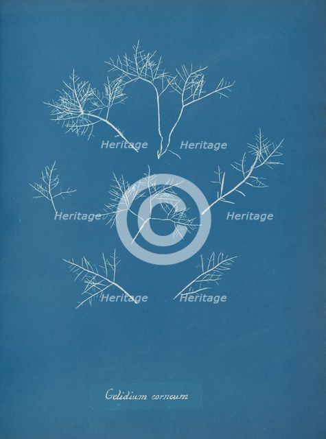 Gelidium corneum, ca. 1853. Creator: Anna Atkins.