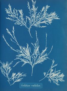 Gelidium rostratum, ca. 1853. Creator: Anna Atkins