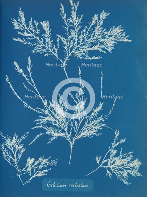 Gelidium rostratum, ca. 1853. Creator: Anna Atkins.