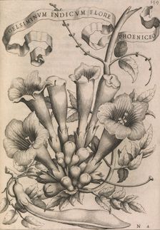 Gelsiminvm indicvm flore phoeniceo, 1633. Creator: Johann Friedrich Greuter