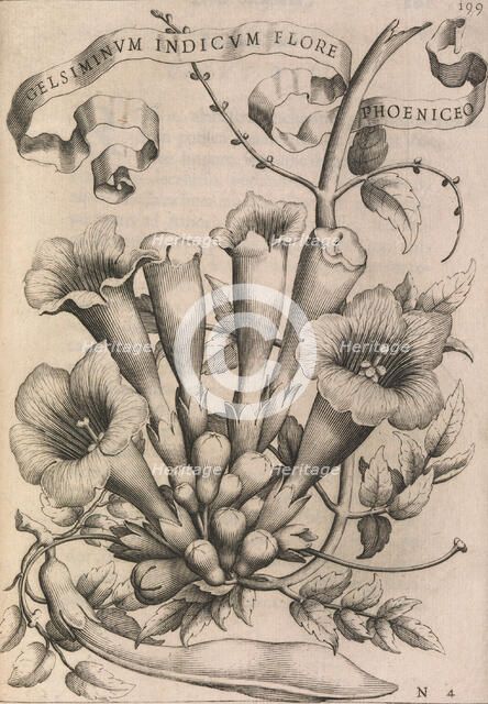 Gelsiminvm indicvm flore phoeniceo, 1633. Creator: Johann Friedrich Greuter.