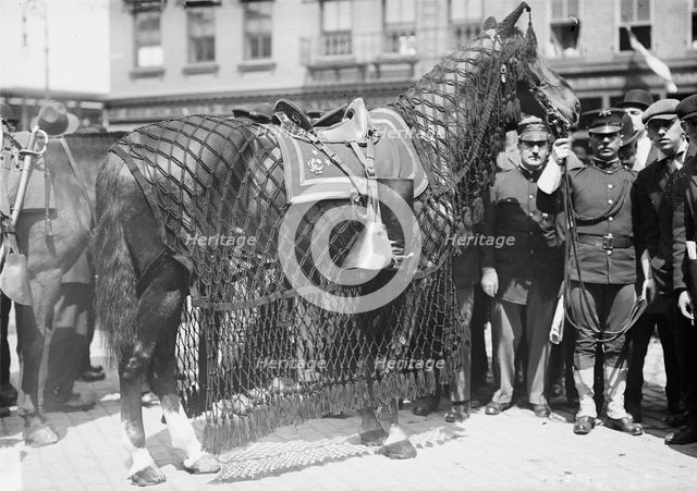Gen. Grant's horse, 1912. Creator: Bain News Service.