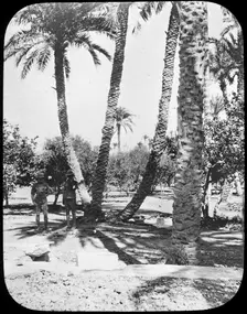 General Gordon's Garden, Khartoum, Sudan, c1890. Creator: Newton & Co