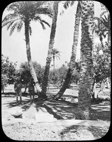 General Gordon's Garden, Khartoum, Sudan, c1890. Creator: Newton & Co