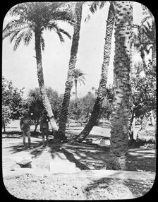 General Gordon's Garden, Khartoum, Sudan, c1890. Creator: Newton & Co