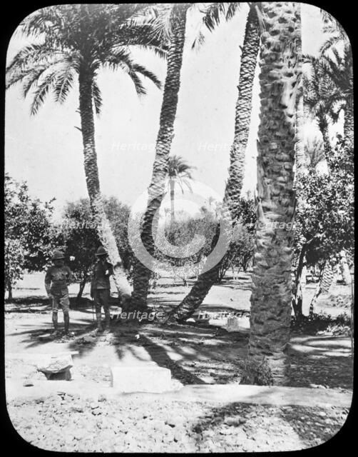 General Gordon's Garden, Khartoum, Sudan, c1890. Creator: Newton & Co.