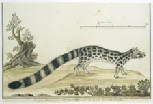 Genetta tigrina (Cape genet), 1777-1786. Creator: Robert Jacob Gordon