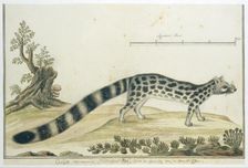 Genetta tigrina (Cape genet), 1777-1786. Creator: Robert Jacob Gordon