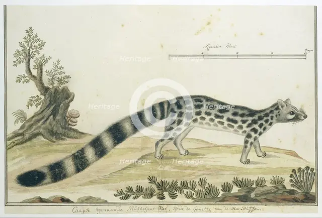 Genetta tigrina (Cape genet), 1777-1786. Creator: Robert Jacob Gordon.