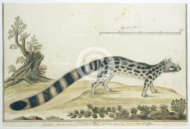 Genetta tigrina (Cape genet), 1777-1786. Creator: Robert Jacob Gordon.